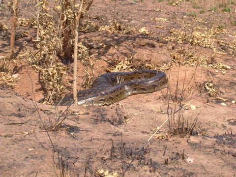 2003_0831Chipembi08310019